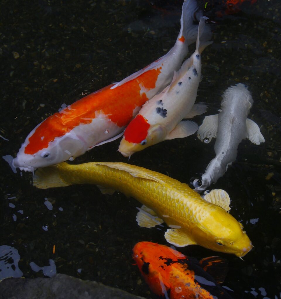 aquarium fish, colored carp, koi