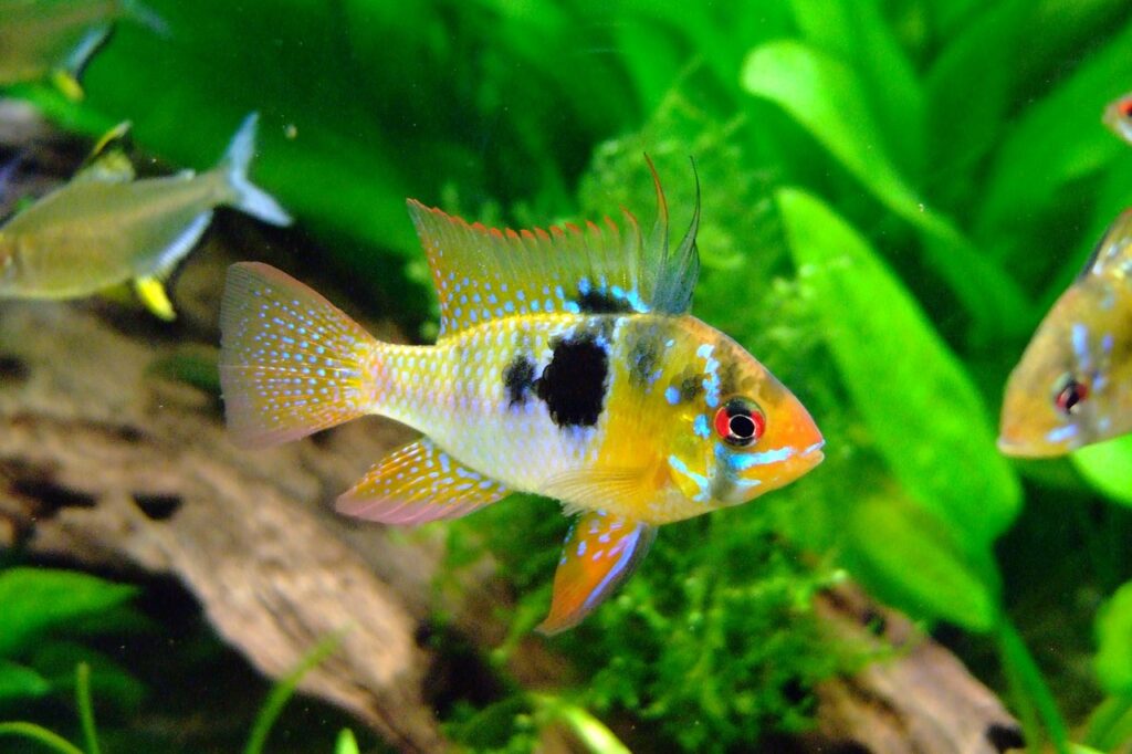 butterfly cichlid, barch, cichlid