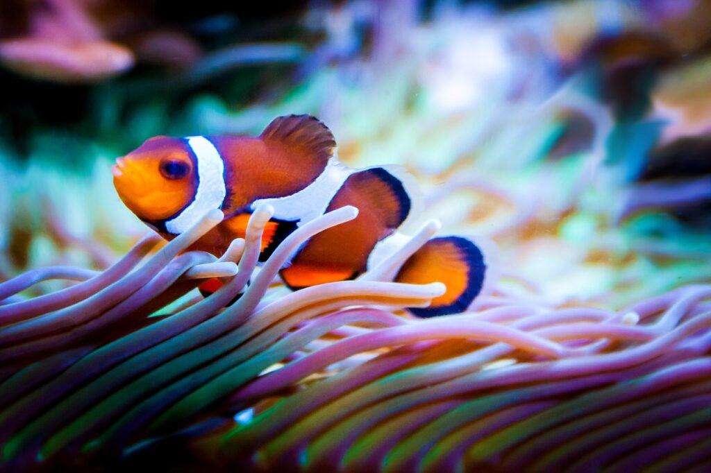 fish, aquarium, nemo